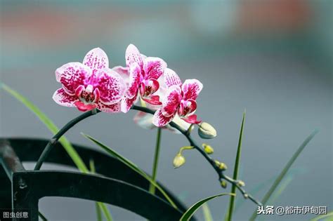 蘭花養護|蘭花的養殖方法（超詳細入門篇），手把手教你養殖